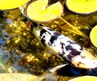 Koi Karpfen ca. 47 cm Teichfische Nordrhein-Westfalen - Bottrop Vorschau