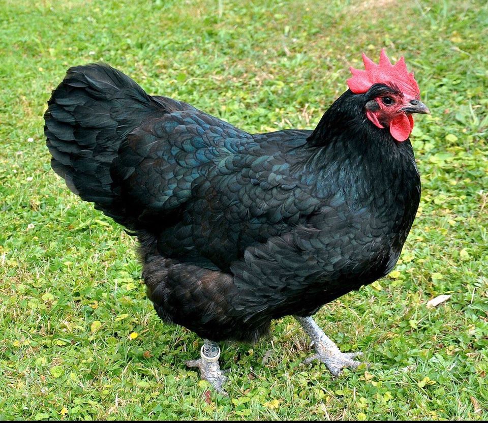 2 große Australorps Hennen, Hühner in Oberhausen