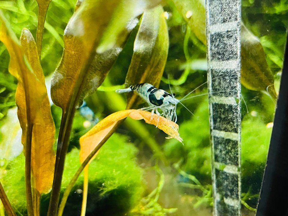 Garnelen Nachzuchten, Neocaridina, Aquarium Fische in Oranienburg