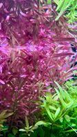 0,5 Cent Aquarium Wasserpflanzen Rotala Singapore Blood Red Rheinland-Pfalz - Trier Vorschau