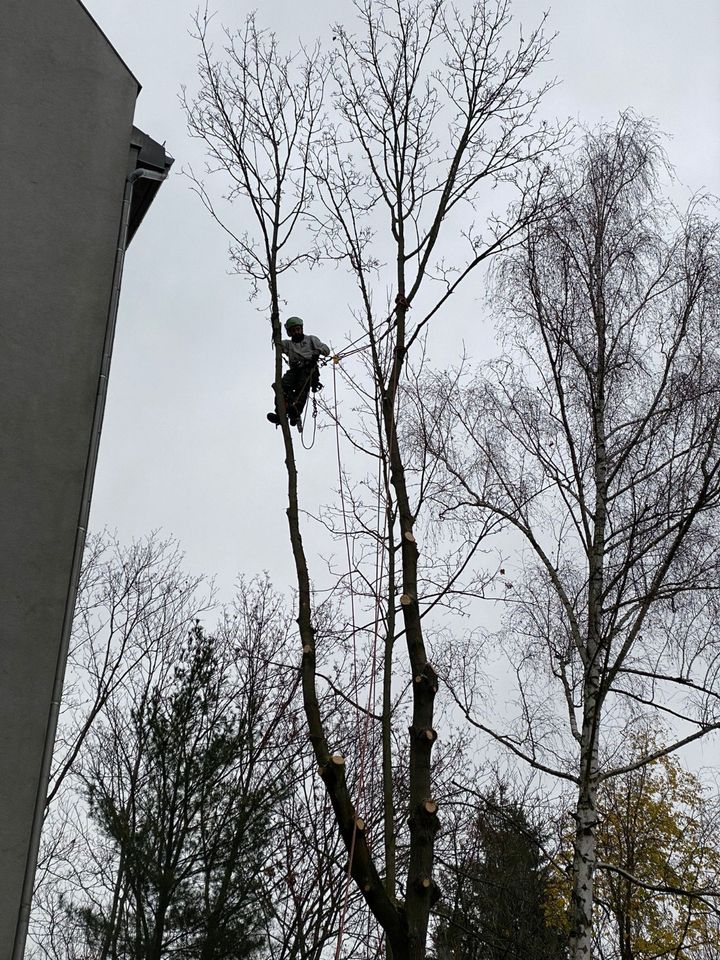 Baumfällung/Baumpflege/Obstbaumschnitt in Nuthe-Urstromtal