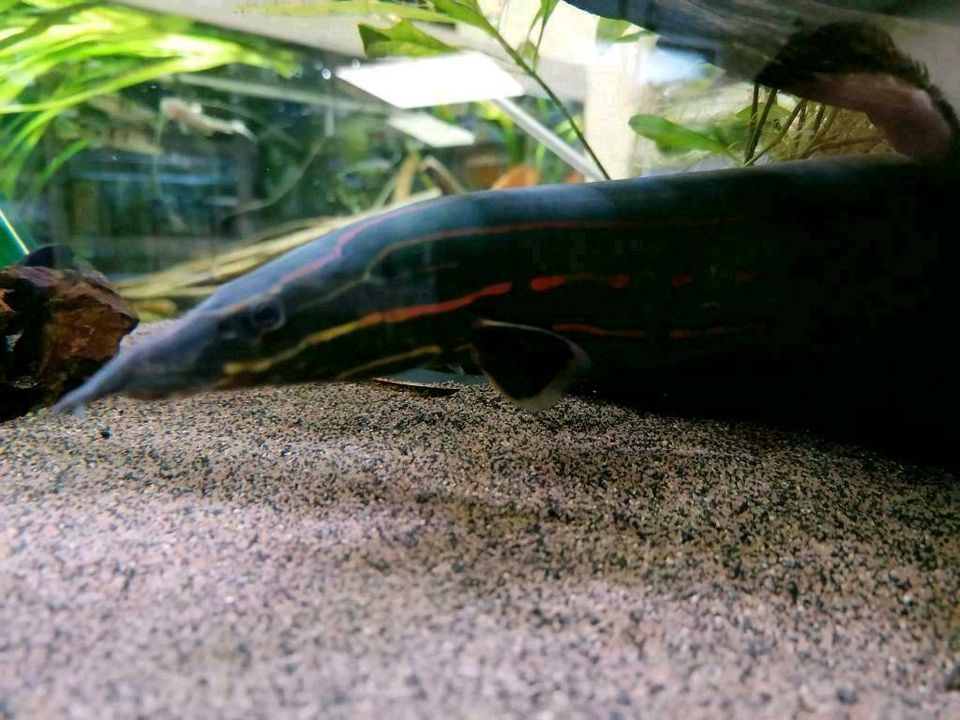 Feuerstachelaal(Mastacembelus erythrotaenia)XL und XXL in Schwarzenbruck