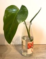 Monstera Deliciosa Variegata | Mutterpflanze stark panaschiert Baden-Württemberg - Alfdorf Vorschau