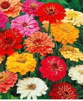 Zinnien Samen, 100 Samen, Blumensamen, Saatgut, Herzogtum Lauenburg - Börnsen Vorschau