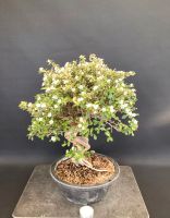 Bonsai Cotoneaster/ Zwergmispel Rohware Pre-Bonsai Rheinland-Pfalz - Böhl-Iggelheim Vorschau