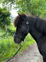 Isländer Islandpferd Jungpferd Stute *2020 Niedersachsen - Hemmoor Vorschau