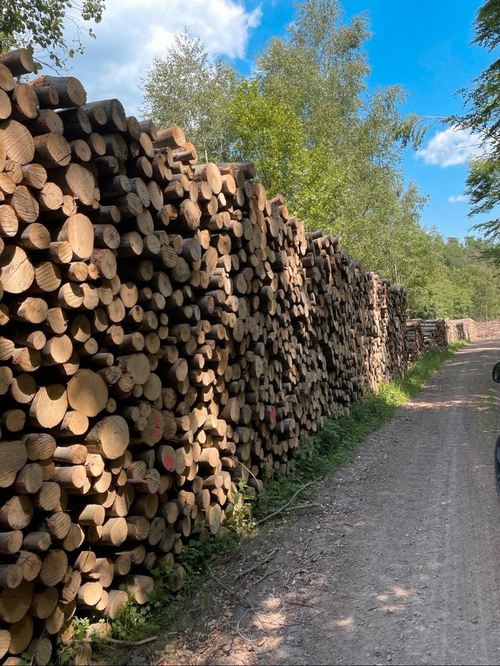 Preisreduzierung!!!  Buche Stammholz, Automatenbuche,Rundholz,Kaminholz, Brennholz, Bitte nur telefonische Kontaktaufnahme in Ilsenburg (Harz)