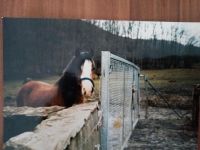 Suche mein ehemaliges Welsh A Pony Pegasus Baden-Württemberg - Ulm Vorschau