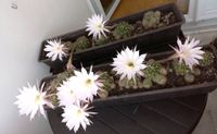 Kakteen Echinopsis oxygona (rosa Blüten) verschiedene Größen Niedersachsen - Laatzen Vorschau