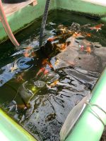 Japan Koi Butterfly Japan Koi Niedersachsen - Großefehn Vorschau