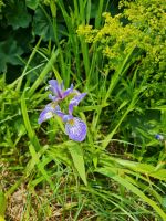 Sumpf- Schwertlillie Iris Lila Nordrhein-Westfalen - Porta Westfalica Vorschau