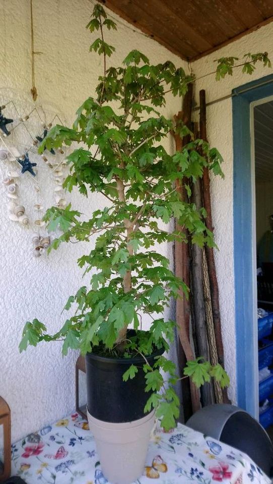 Feldahorn.. Prebonsai in Essen