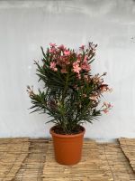 Nerium Oleander Busch | S | ca. 90-100cm Stuttgart - Feuerbach Vorschau