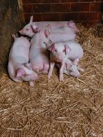 Durok Schweine auf Stroh gehalten Bayern - Pöttmes Vorschau