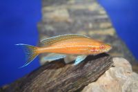 Paracyprichromis nigripinnis Albino, Tanganyikasee Bayern - Niederbergkirchen Vorschau