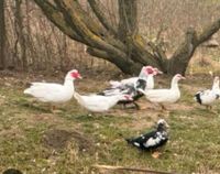 Enten zu verkaufen.  Geflügel. Bayern - Hauzenberg Vorschau