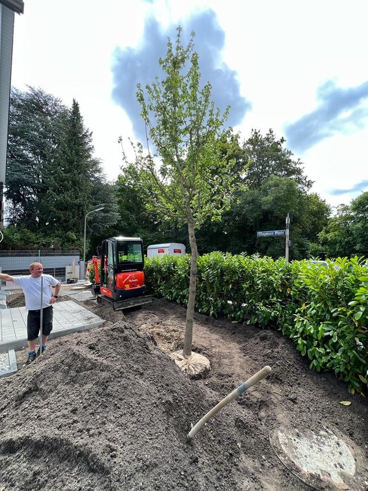 Erdarbeiten Gartenbau Baggern Pflastern menzinger in München in München