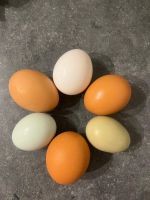 Bio Eier zum verkaufen Rheinland-Pfalz - Heltersberg Vorschau