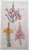 LITHOGRAPHIE Flora Universalis D Nathan Friedrich um 1830. Hessen - Einhausen Vorschau