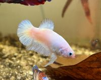 Kampffisch Super White Betta(verkauft) Wandsbek - Hamburg Tonndorf Vorschau