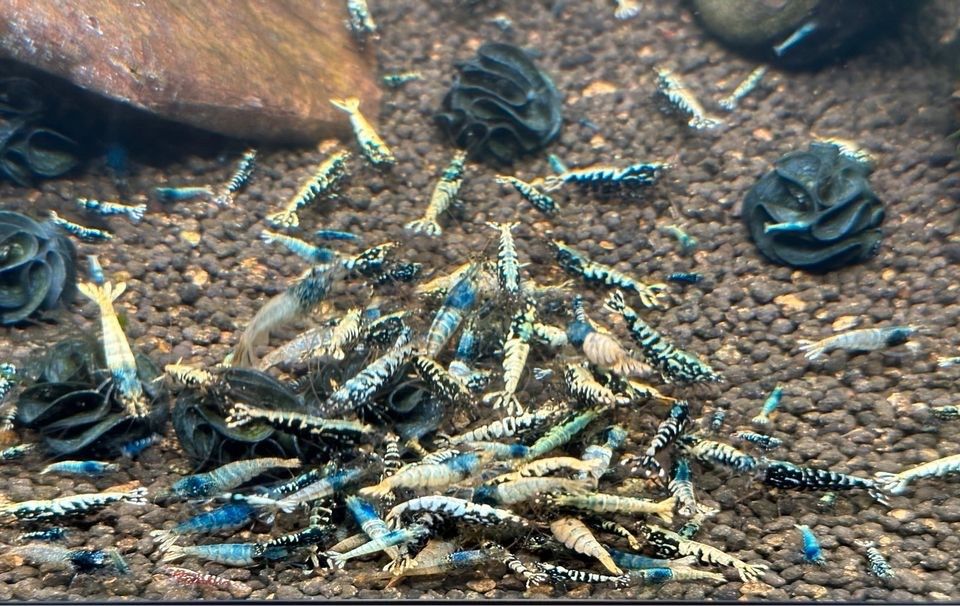 ❗️Caridina Garnele Galaxy Fishbone / Blue Bolt / Pinto aus Boa❗️ in Merzenich