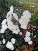 Kissenaster weiß gefüllt Aster dumosus Herbstaster Staude Hessen - Liebenau Vorschau