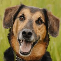 Snorre, Schäfer-Mix, 6 Jahre, männlich, Tierhilfe Franken e.V. Bayern - Lauf a.d. Pegnitz Vorschau