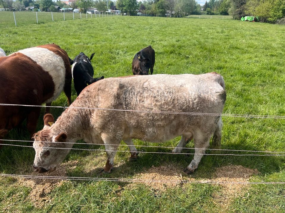 White Galloway Kuh, Rind in Senden