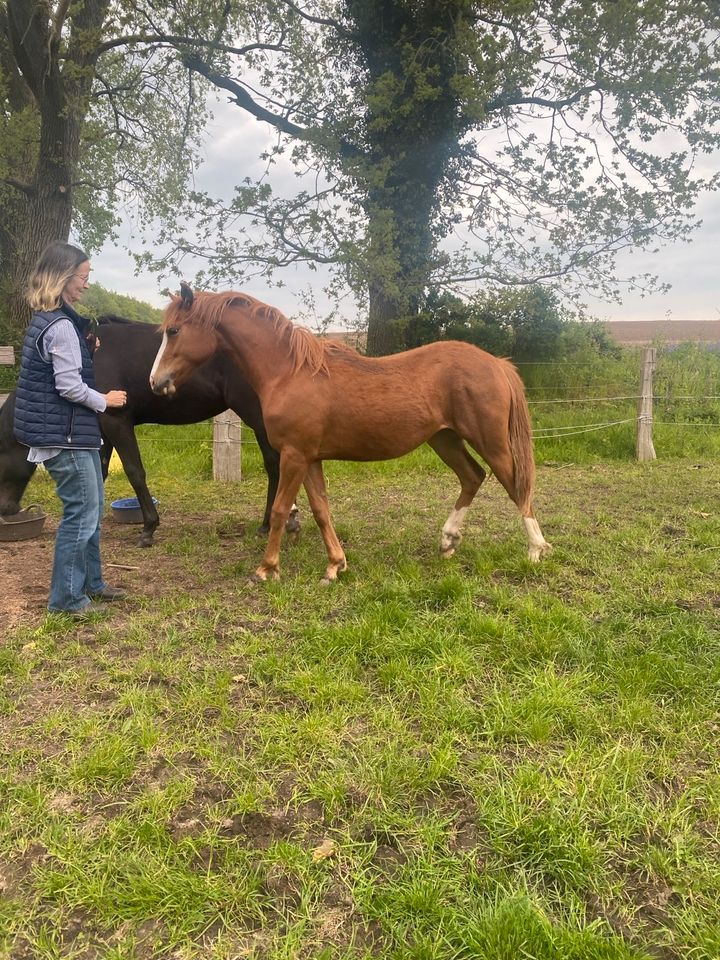 Schicke  Quarter Horse- Deutsches Reitpony-Jährlings-Stute in Neuwittenbek