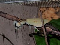 Gottesanbeterin Chloroharpax modesta mantide mantis mantodea Stuttgart - Bad Cannstatt Vorschau
