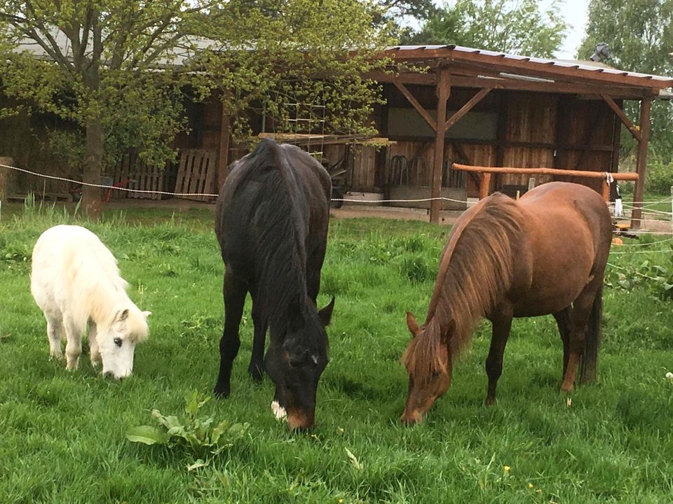 Ich suche Unterstützung bei der Pferde-Pflege in Rangsdorf