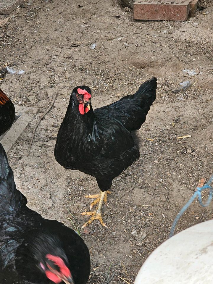 Hühner, die grüne Eier legen in Haldenwang