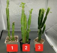 Kakteen Sukkulenten Euphorbia trigona 3 Stück 40cm Baden-Württemberg - Moos Vorschau