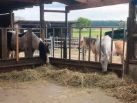 Offenstall / Box / Stallplatz frei Nordrhein-Westfalen - Bad Driburg Vorschau