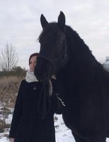 Pferd zu verkaufen Brandenburg - Königs Wusterhausen Vorschau