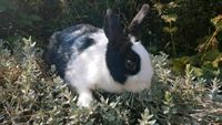 Partnertier gesucht? Kaninchen Hase  Baden-Württemberg - Baiersbronn Vorschau