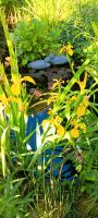 Teich Wasserpflanzen Lilien Gartenteich Fische Rheinland-Pfalz - Worms Vorschau