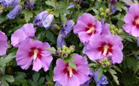 Hibiskus Staude Berlin - Tempelhof Vorschau