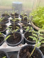 Aus meinem Bio garten Tomaten Pflanzen Nordrhein-Westfalen - Ahlen Vorschau