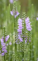 Gelenkblume Etagenerika winterhart Staude Gartenblume Vorpommern-Rügen - Landkreis - Sundhagen Vorschau