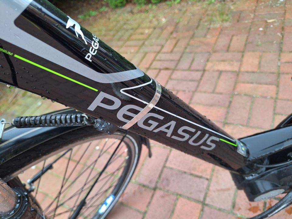 Damen E-Bike Pegasus in Recke