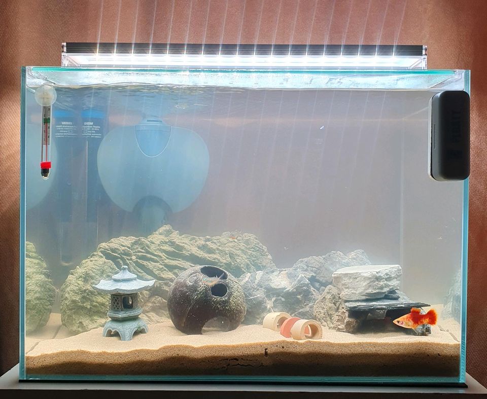 60L Weissglas Aquarium komplett Pumpe/Deko/Fische/Amano Garnelen in Krefeld