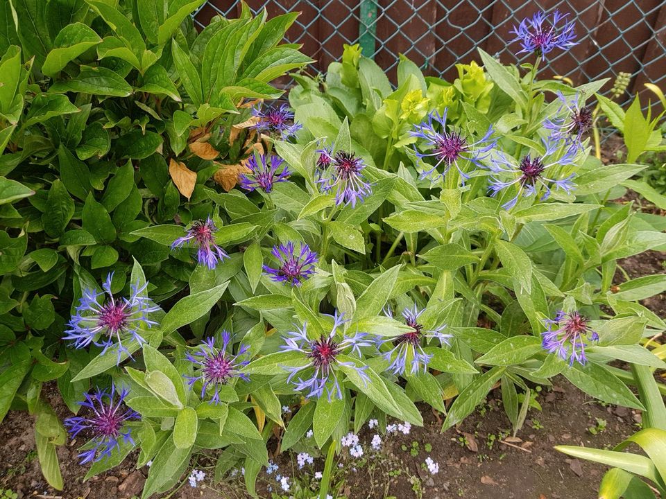 Kornblumen, kl. Busch, lila-blaue Blüten, winterhart in Wolfsburg