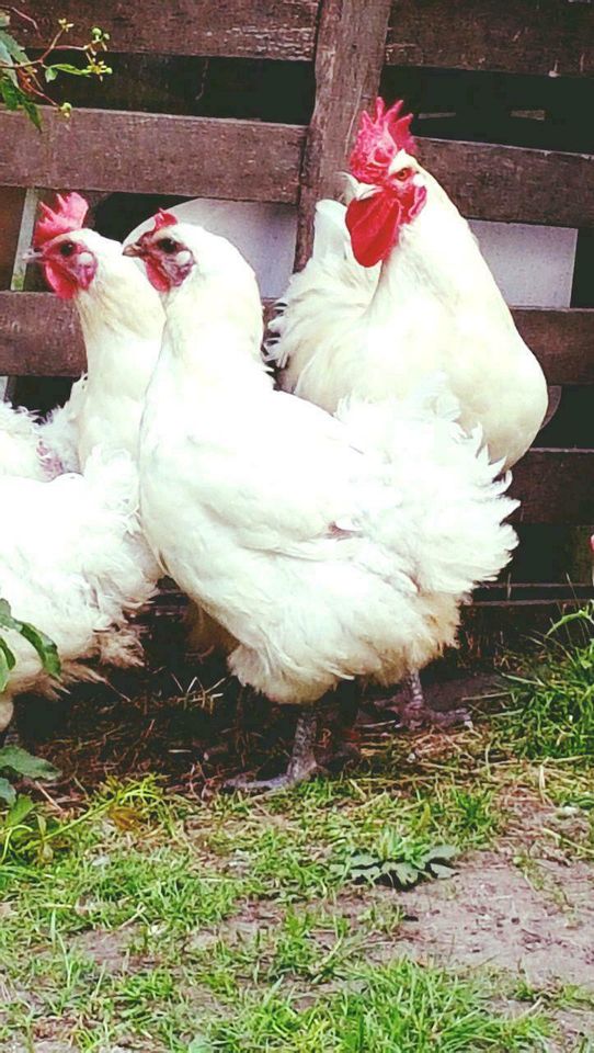 Bruteier von Bleu Bresse Gauloise Weiß Reinrassig hatching eggs in Sendenhorst