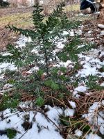 Taxus Baccata gewöhnliche Eibe 40 cm Sachsen - Mülsen Vorschau