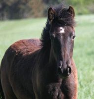 Connemara Pony Jährling Hengst vom Züchter Rheinland-Pfalz - Boppard Vorschau