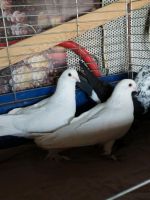 Tadschiken Taube zu verkaufen Bayern - Landau a d Isar Vorschau