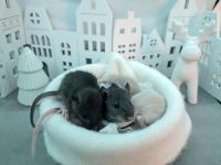 Baby Ratten Sachsen - Klingenthal Vorschau