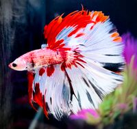 Betta Splendes Fancy Halfmoon Kampffisch Bayern - Geisenfeld Vorschau