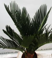 cycas revoluta, Palmfarn, Sagopalmfarn, Terrassenpalme Rheinland-Pfalz - Lingenfeld Vorschau